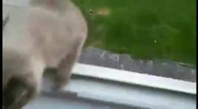 Cat refuses to acknowledge Newton's law of universal gravitation