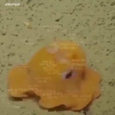 Fissssss&szlig;ss