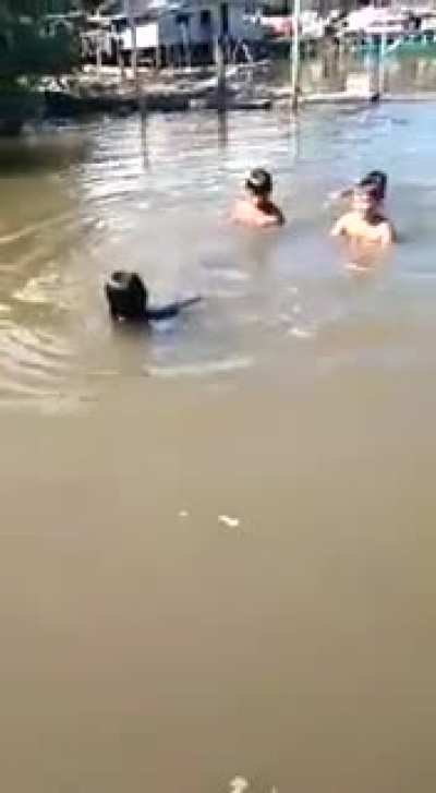 Let's swim with the dinosaur