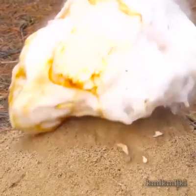 God, those poor ants