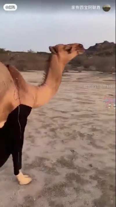 This video proves that Gilbert has no drip and is drier than a Camal. (Camal won the drip check)