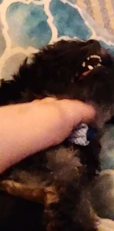 RaBiD AnImAl mAuLs HuMaN