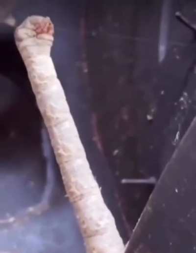 idk what this is but I&rsquo;d keep it away from my urethra thank you