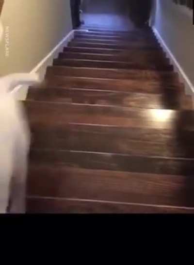 My dog people need me