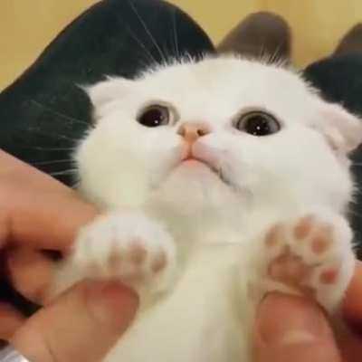 Small kitty