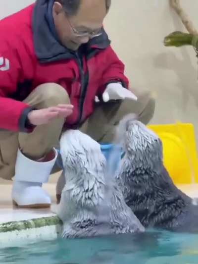 At Toba aquarium in Japan, Sea otters helping their keepers in hope to receive ice cubes as treat.