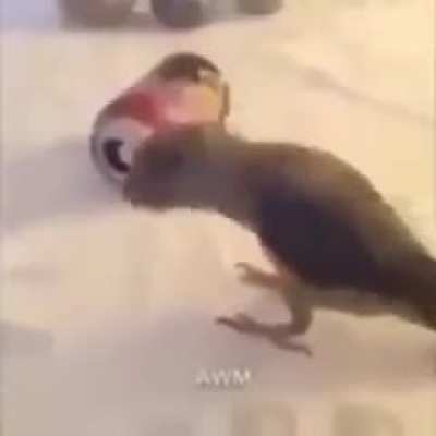 Ta bonito el pajaro