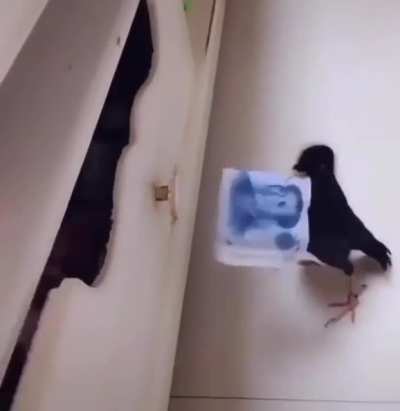 Flying money thief
