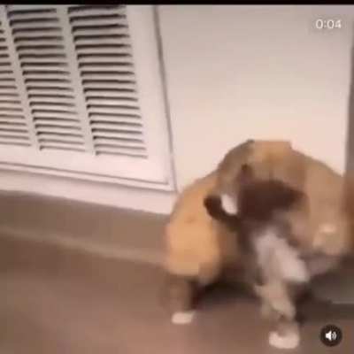 ª