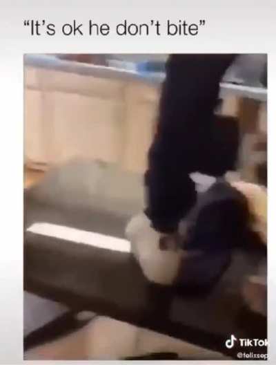 Guy laughs as his pitbulls attempt to maul his "friend"