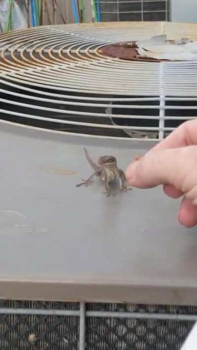 "A mealworm you say? Well I really shouldn't, I'm trying to watch my weigh... Ah, what the hell!" -Tailless