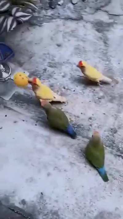 P&aacute;jaros truco