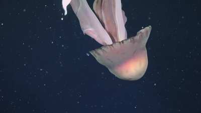 Científicos Argentinos capturaron imágenes de una medusa gigante (Stygiomedusa gigantea) que puede alcanzar el tamaño de un autobús escolar, fue vista a 253 metros de profundidad en en el talud continental Argentino.