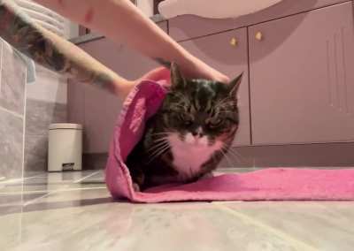 How to make a cat burrito - a quick tutorial 
