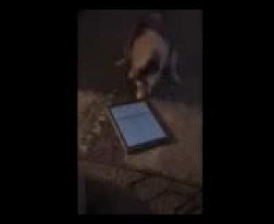My mom's cat, Marshmallow, loves playing on the iPad. Mom said, "post this to Reddit. I want a viral Marshmallow."