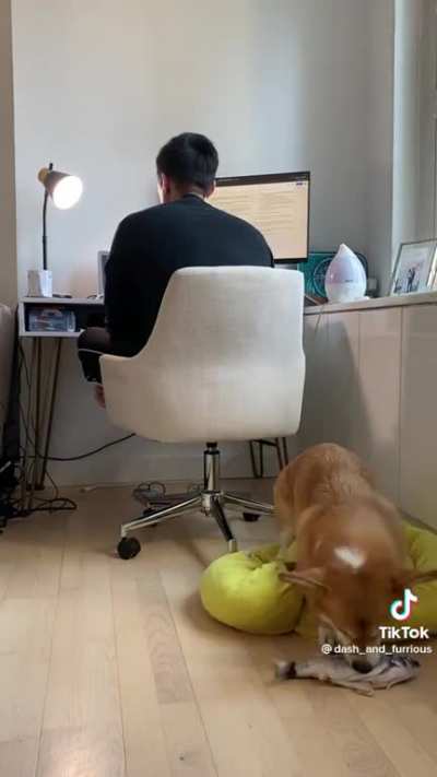 Corgi won't let him work