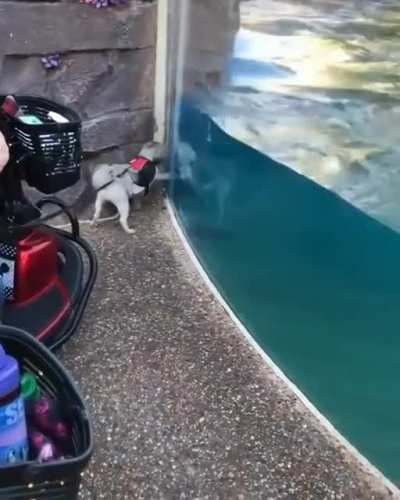 He made a new best friend