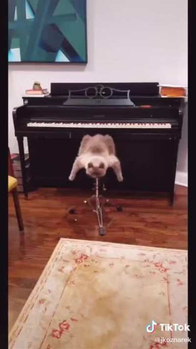 I think your cat is broken