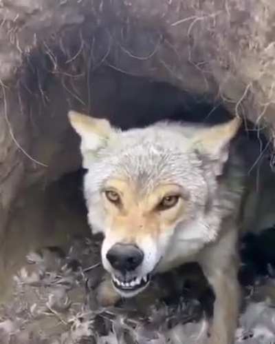 Stick a camera in her den? Naaaah! She won&rsquo;t mind!