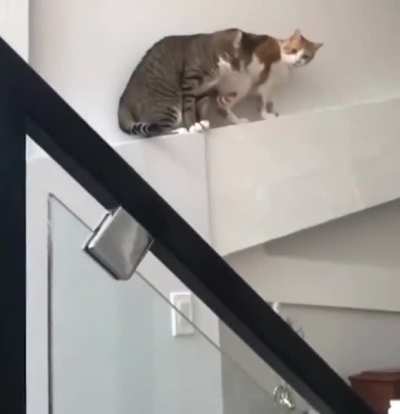 Cat runs away from perpetrator
