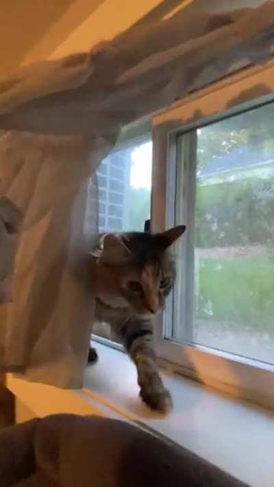 my cat vs neighbors cat