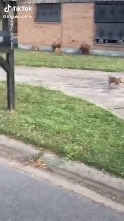 Hello Mr.Chihuahua!