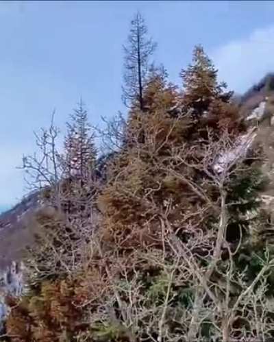 Bird watching extreme edition