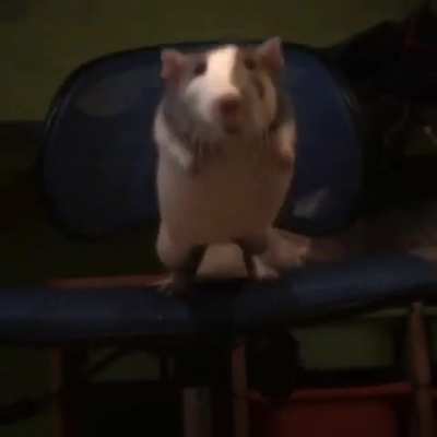 My rat&rsquo;s great jump