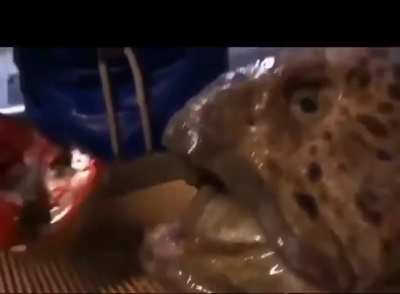 The incredible jaw strength of a Wolf Eel (Anarrhichthys ocellatus)