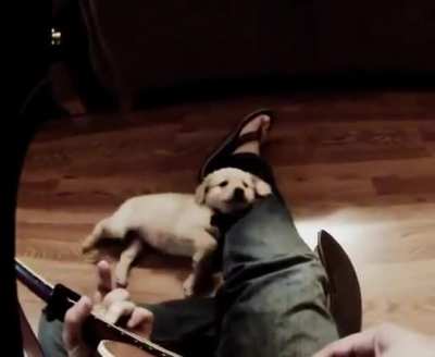 My sweet guy crossed the rainbow bridge after 11 years with us. Here&acirc;s a video of him as a puppy; never ran away even while I played terribly.