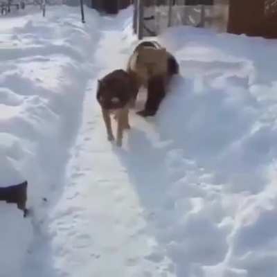 Rawr rawr, I'm a bear! Aren't you scared of me? Hey come back dog