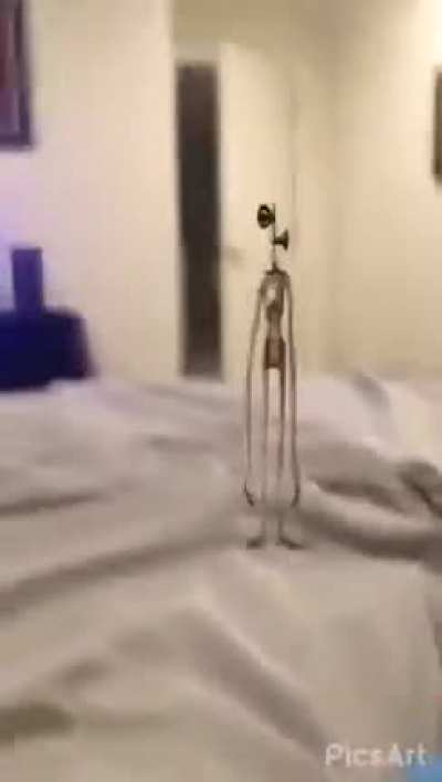 Siren head