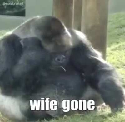 Thanks, I hate sad gorillas