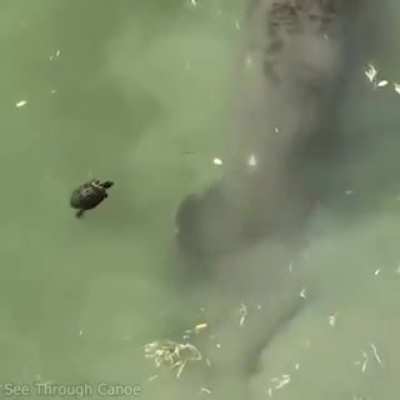 I assume this belongs here (via r/SipsTea "Something just touched my foot!!!")