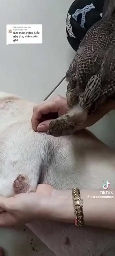 Look at this fantastic bird eating ticks so fast🤯
