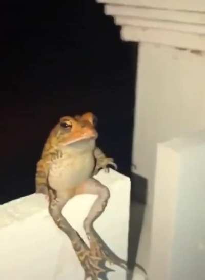 THE FROG