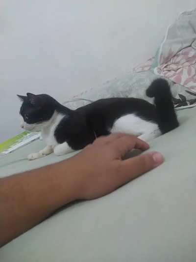 I guess I shouldn't bother my cat anymore.