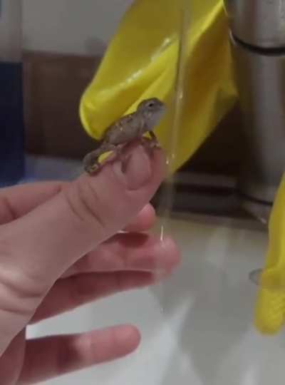 Thirsty chameleon