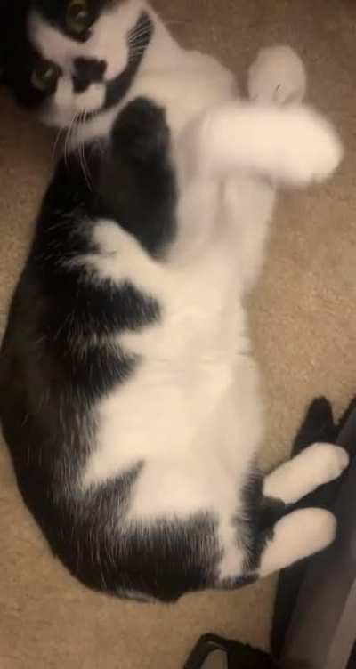 Feetsie and belly