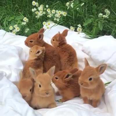 Blanket of bunnies