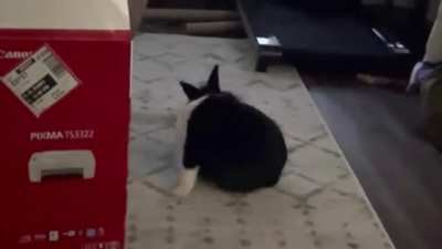 Neaner is still getting the hang of grooming himself