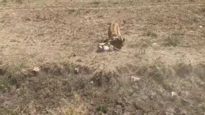 Gazelle makes the last mistake of its life