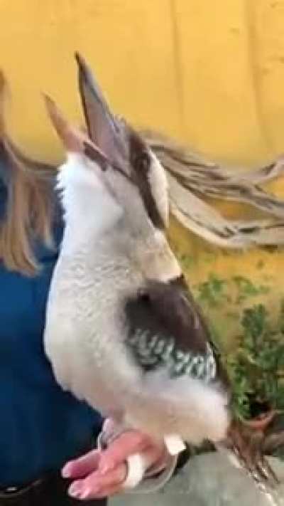 "Wakakakakakakakakakakaka" ddn
