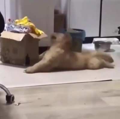 Headbanger Doggo