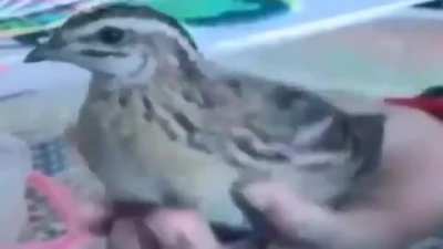 Birb