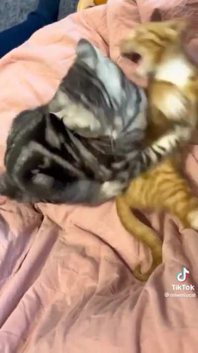 *nom* AAAHHH!