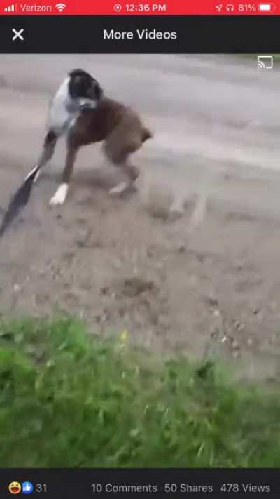 Friend of mines donkey laughs at her dog when she gets scared by the electric fence