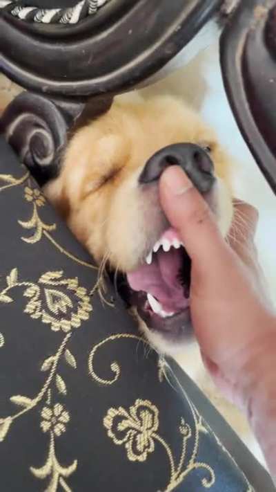 This chonky boi