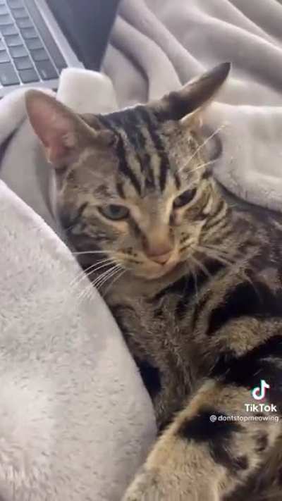 This cat really doesn&rsquo;t want bath time