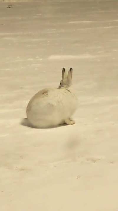 City Rabbit doing rabbit things